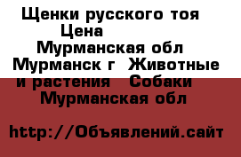 Щенки русского тоя › Цена ­ 15 000 - Мурманская обл., Мурманск г. Животные и растения » Собаки   . Мурманская обл.